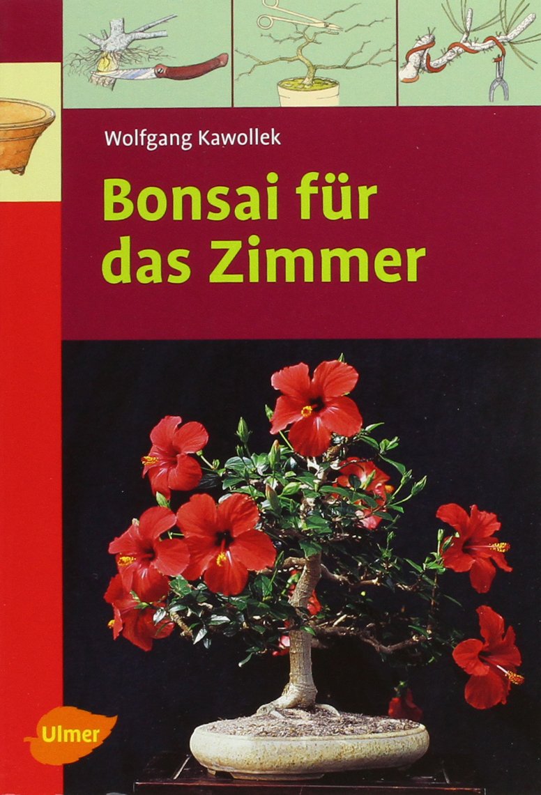 Bonsai für das Zimmer Garden & Plants