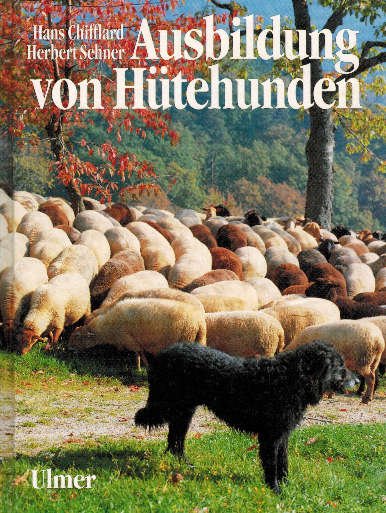 Ausbildung von Hütehunden Business & Technology