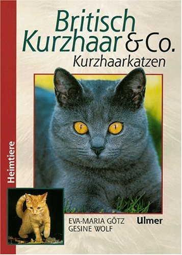 Britisch Kurzhaar & Co.: Kurzhaarkatzen (Heimtiere) Pets