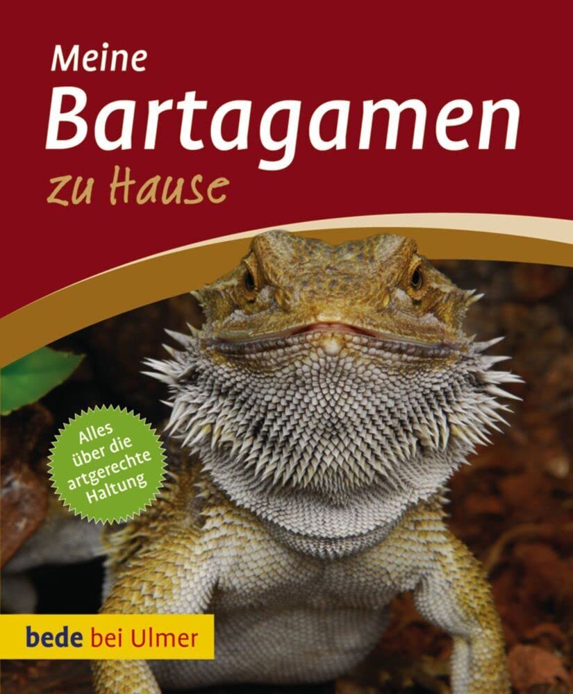 Bartagamen zu Hause Pets