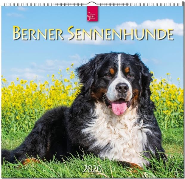 Berner Sennenhunde: Original Stürtz-Kalender 2020 - Mittelformat-Kalender 33 x 31 cm Pets