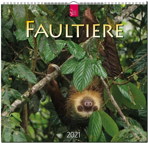 Faultiere: Original Stürtz-Kalender 2021 - Mittelformat-Kalender 33 x 31 cm Leisure, Home & Garden