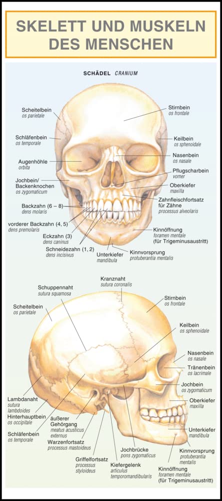 Leporello: Skelett und Muskeln des Menschen - Alle Begriffe im Überblick: Mit Illustrationen anschaulich und verständlich dargestellt Study Guides
