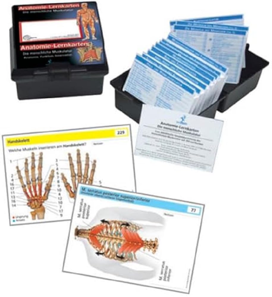 Anatomie-Lernkarten. Die menschliche Muskulatur: Anatomie, Funktion, Innervation book