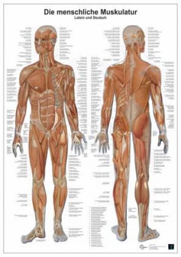 Anatomie-Lerntafel. Die menschliche Muskulatur book