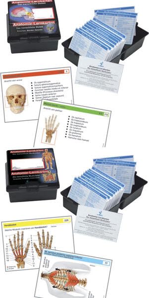 Anatomie-Lernkarten: Das menschliche Skelett / Die menschliche Muskulatur Medicine