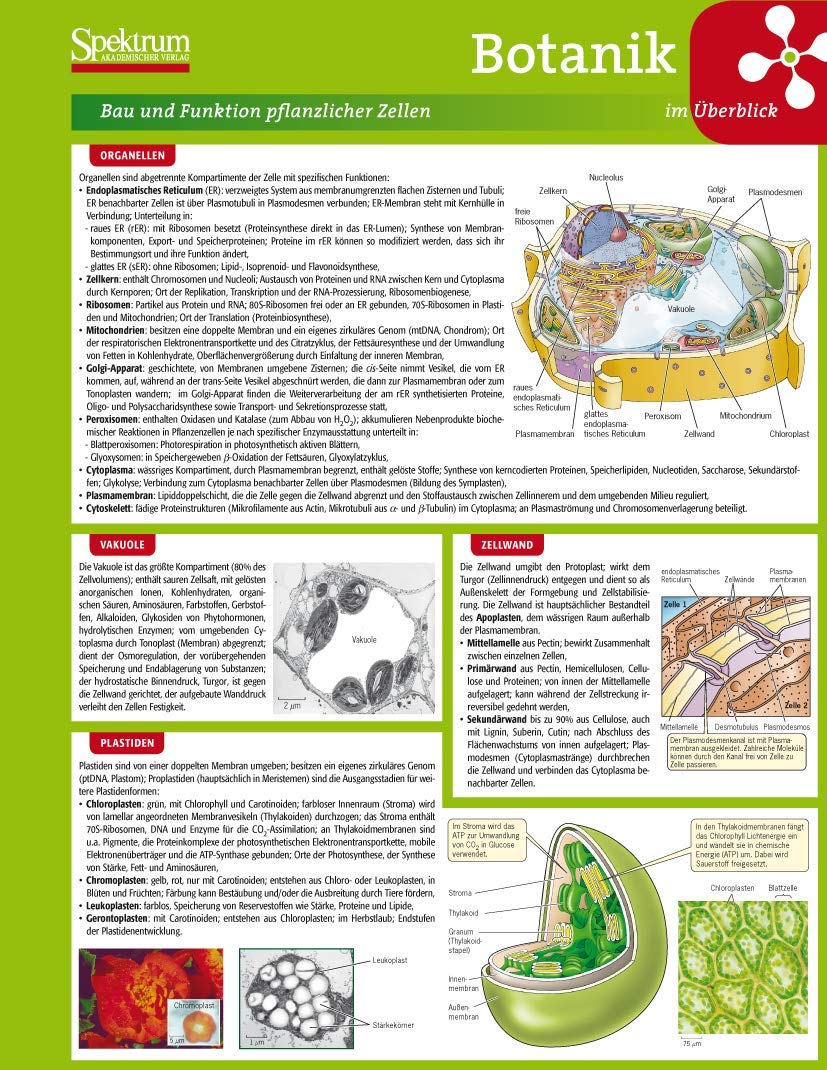 Lerntafel: Botanik im Überblick Natural Sciences