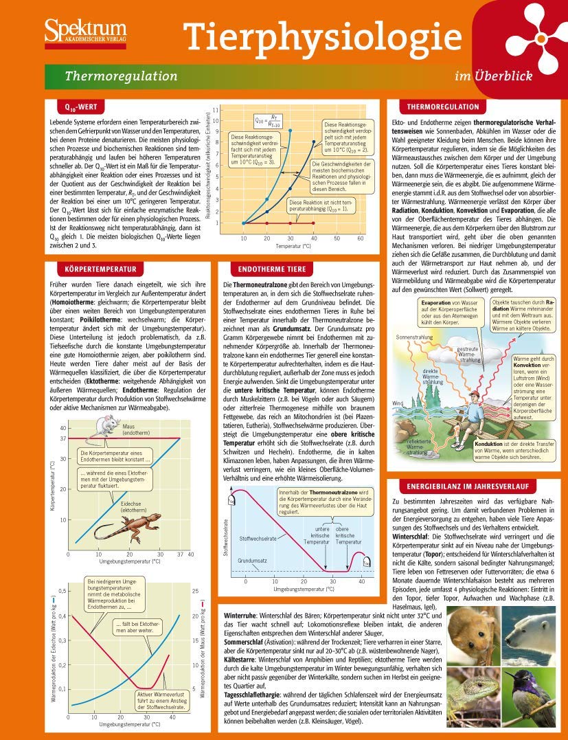 Product Image: Lerntafel: Tierphysiologie im Überblick