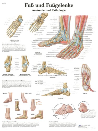 Fuss und Fussgelenke - Anatomie und Pathologie Medicine