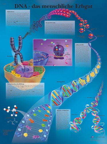 DNA - Das menschliche Erbgut Medicine