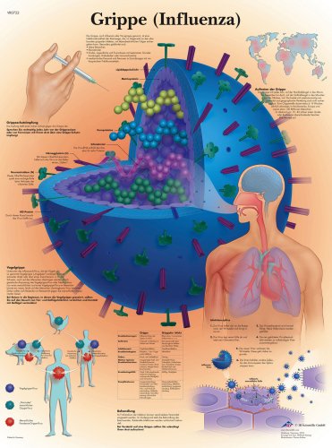 Product Image: Grippe (Influenza)