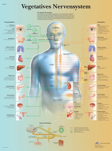Vegetatives Nervensystem Medicine