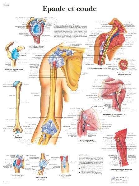 Epaule et coude (Anatomische Lehrtafeln zu diversen medizinischen Themen) Medicine