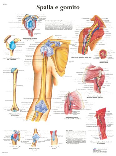 Product Image: Anatomische Lehrtafel: Spalla e gomito: Ital.