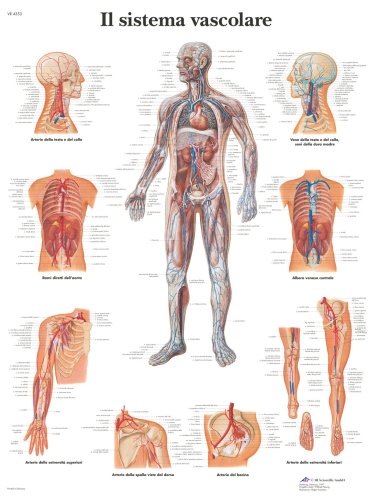 Anatomische Lehrtafel: Il sistema vascolare: Ital. Medicine