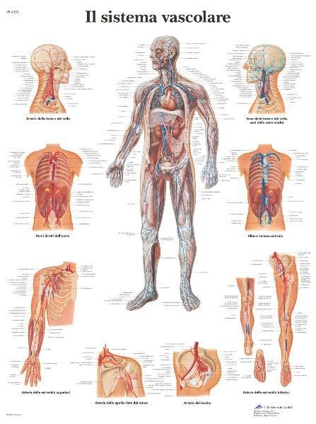 Il sistema vascolare (Anatomische Lehrtafeln zu diversen medizinischen Themen) Medicine