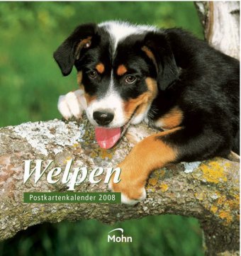 Welpen Postkartenkalender 2008 Books