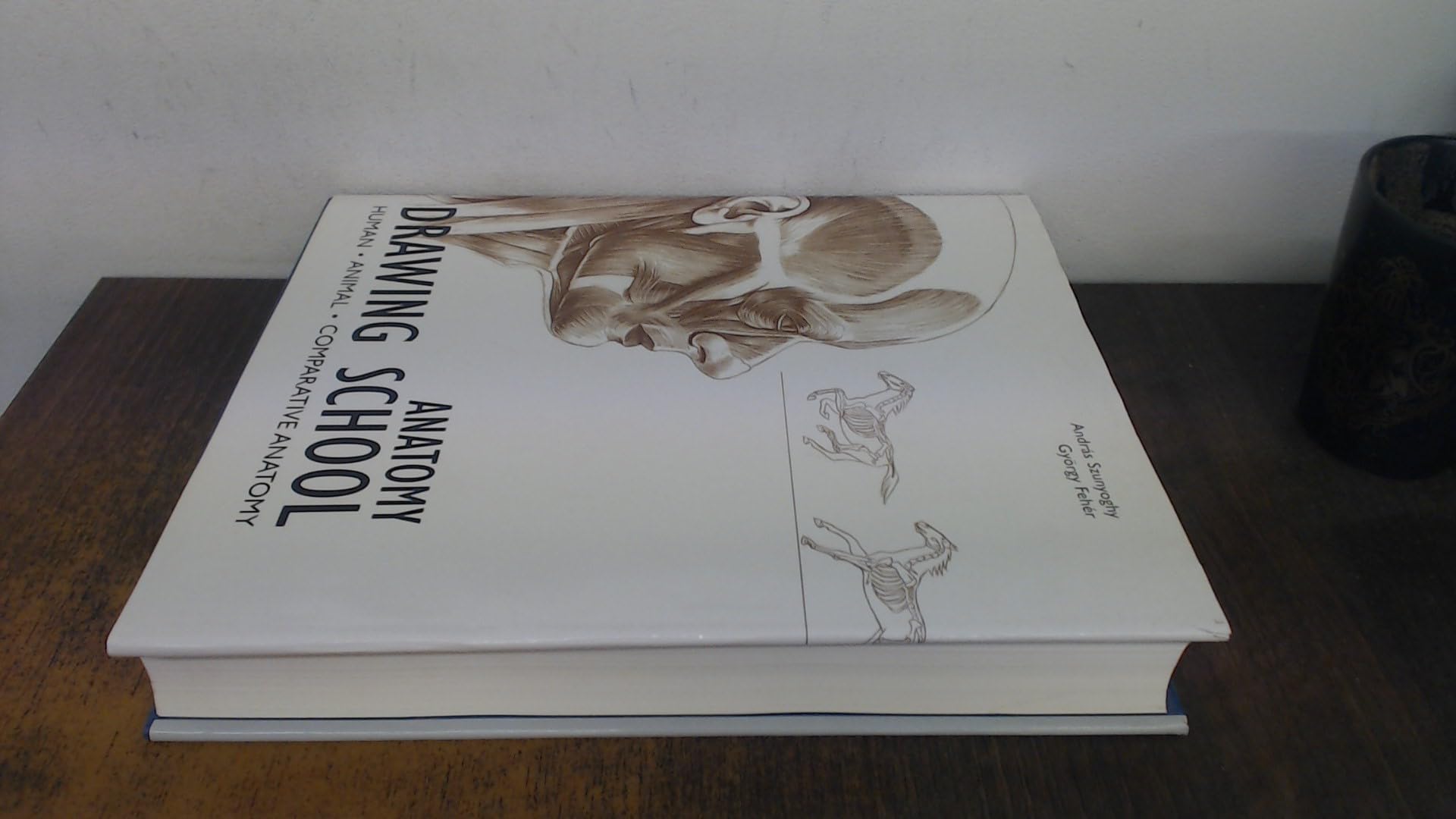 Anatomy Drawing School Medicine