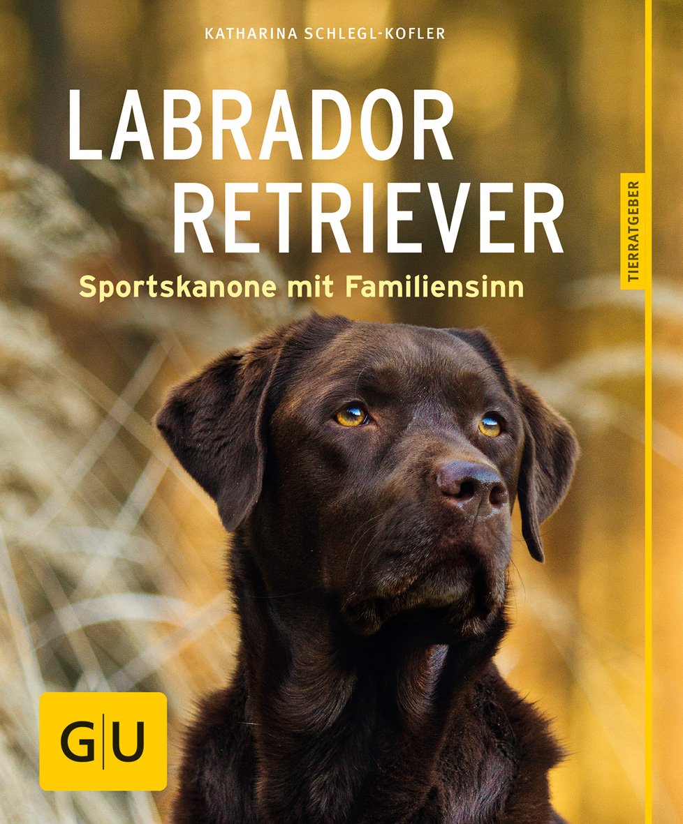 Labrador Retriever Pets