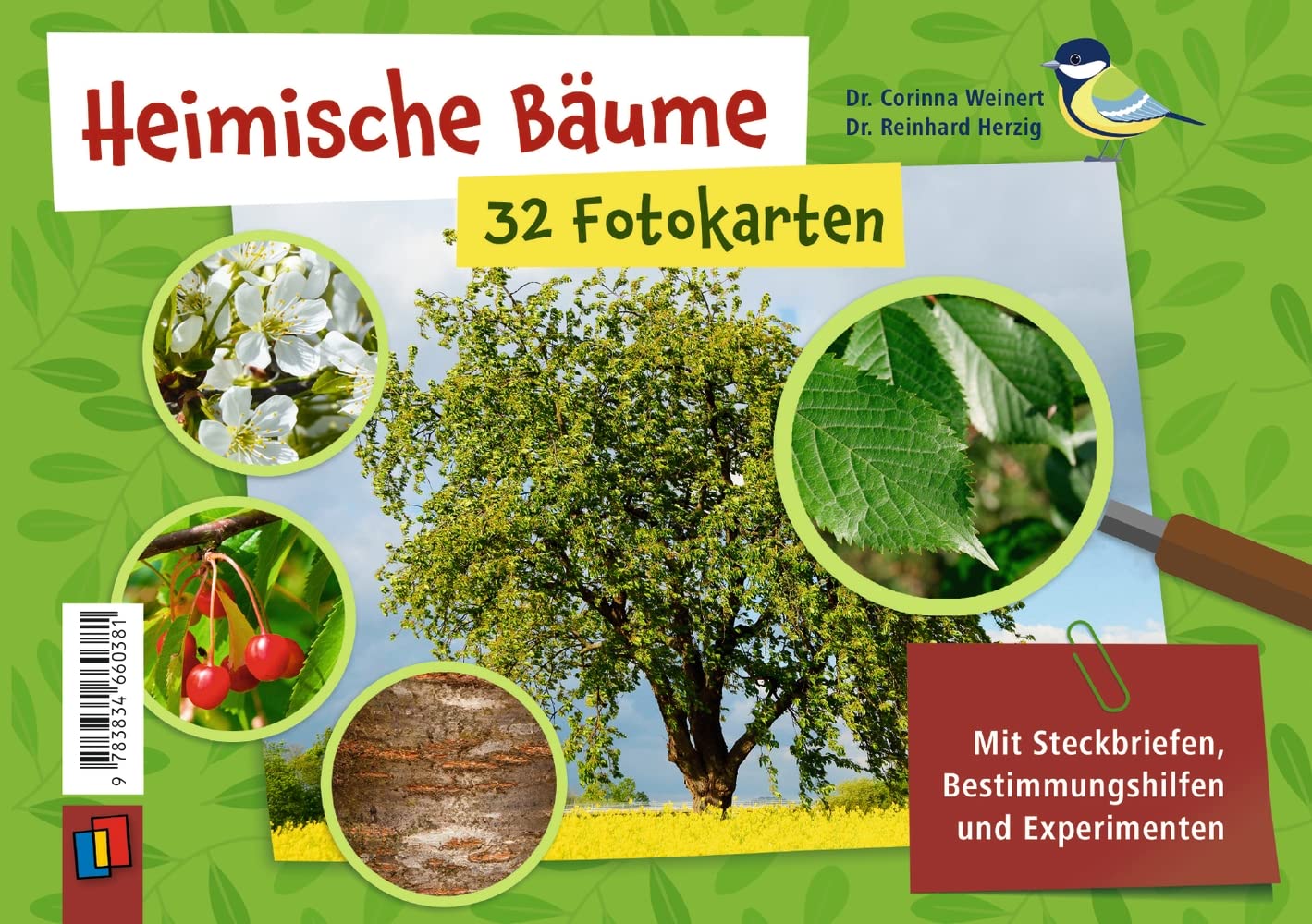Heimische Bäume – 32 Fotokarten: Mit Steckbriefen, Bestimmungshilfen und Experimenten Business & Technology