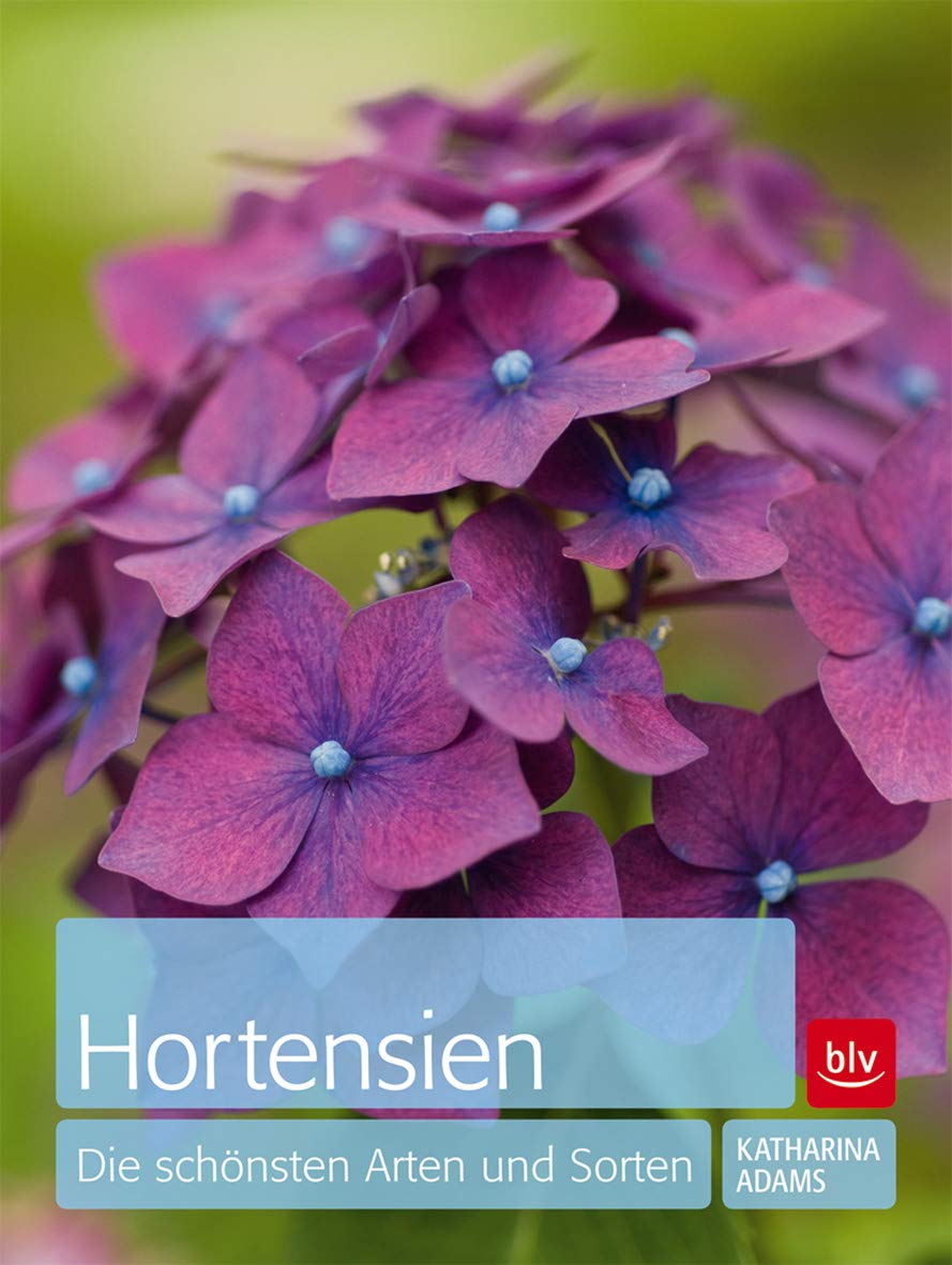 Hortensien: Die schönsten Arten und Sorten Garden & Plants