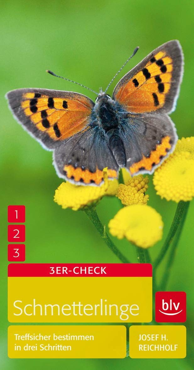 Schmetterlinge Leisure, Home & Garden