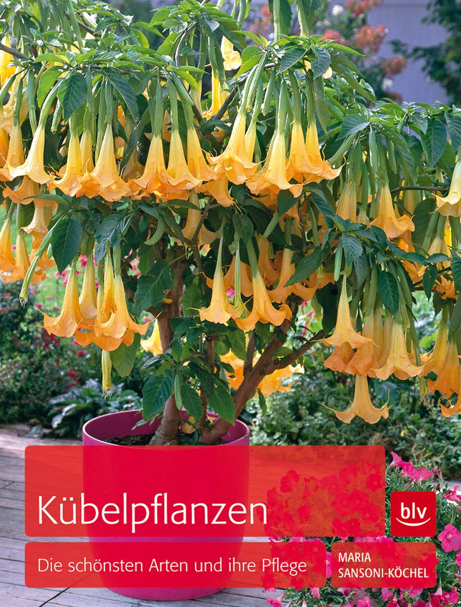 Kübelpflanzen Hobbies & Crafts