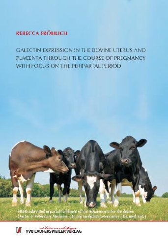 Galectin expression in the bovine uterus and placenta through the course of pregnancy with focus on the peripartal period Medicine