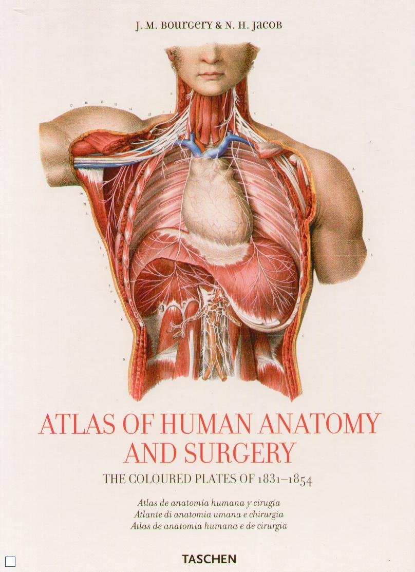 Atlas anatomy. Ediz. multilingue book