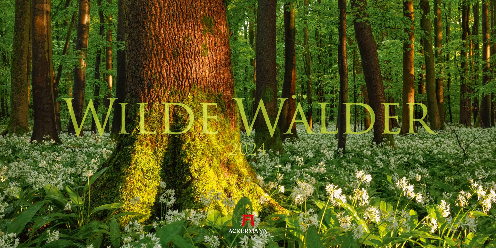 Wilde Wälder Kalender 2024, Wandkalender / Panoramakalender im Querformat (66x33 cm) - Landschaftskalender / Naturkalender Photography