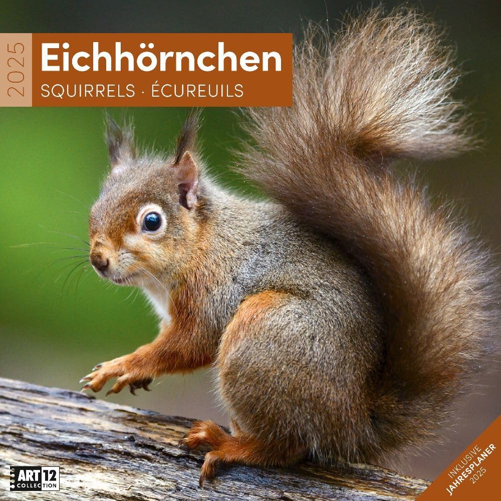 Eichhörnchen 2025, Wandkalender / Broschürenkalender im Hochformat (aufgeklappt 30x60 cm) - Art12 - Geschenk-Kalender mit Monatskalendarium zum Eintragen book