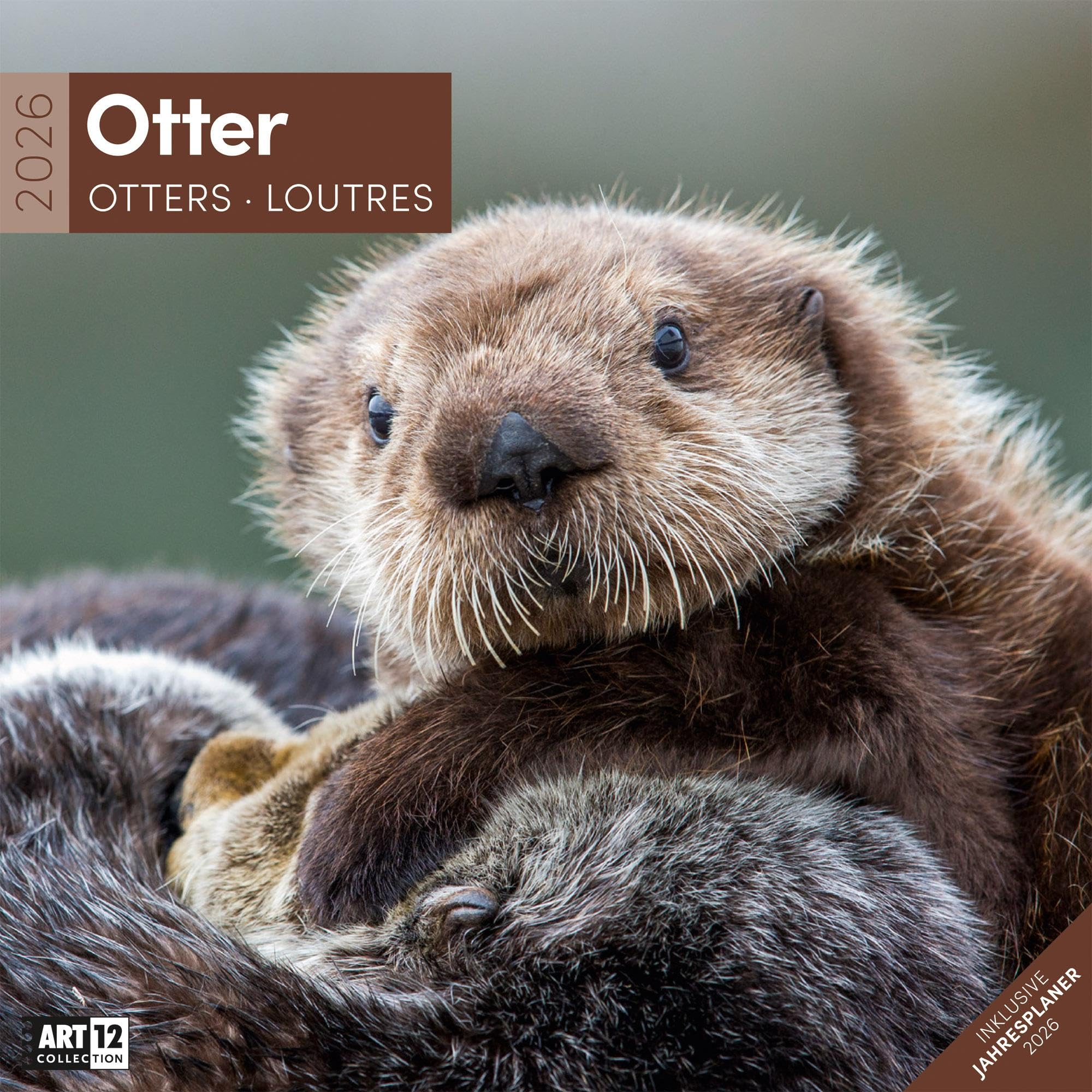 Otter Broschürenkalender 2026 - 30x30 - Art12 | Niedlicher Tier-Kalender im schlanken Hochformat (aufgeklappt 30x60 cm) | mit Eintrage-Kalendarium Leisure, Home & Garden