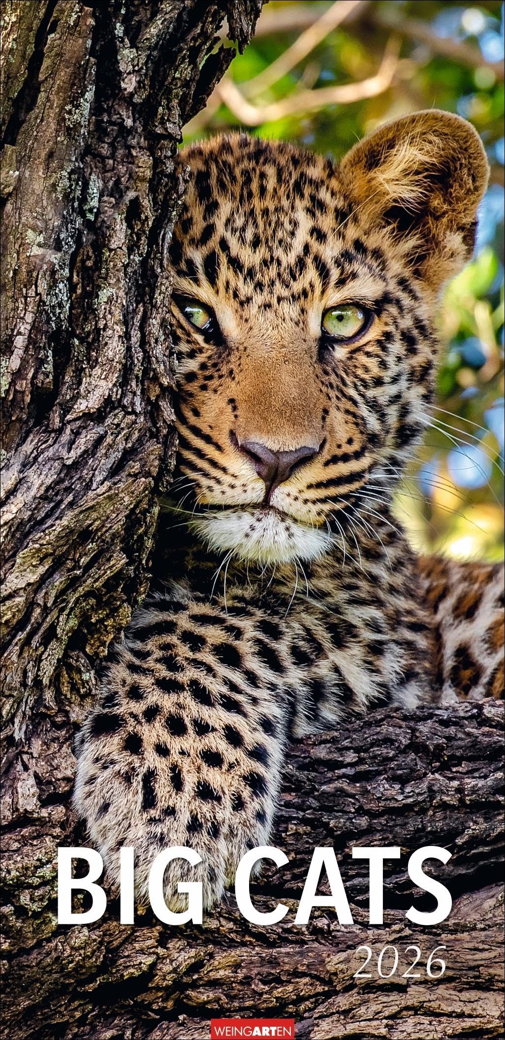 Big Cats Kalender 2026: Große Raubkatzen porträtiert in einem XL Wandkalender. Länglicher Kalender mit ausdrucksstarken Fotos von Löwe, Tiger und Co. 33 x 68 cm Hochformat (Tierkalender Weingarten) Pets