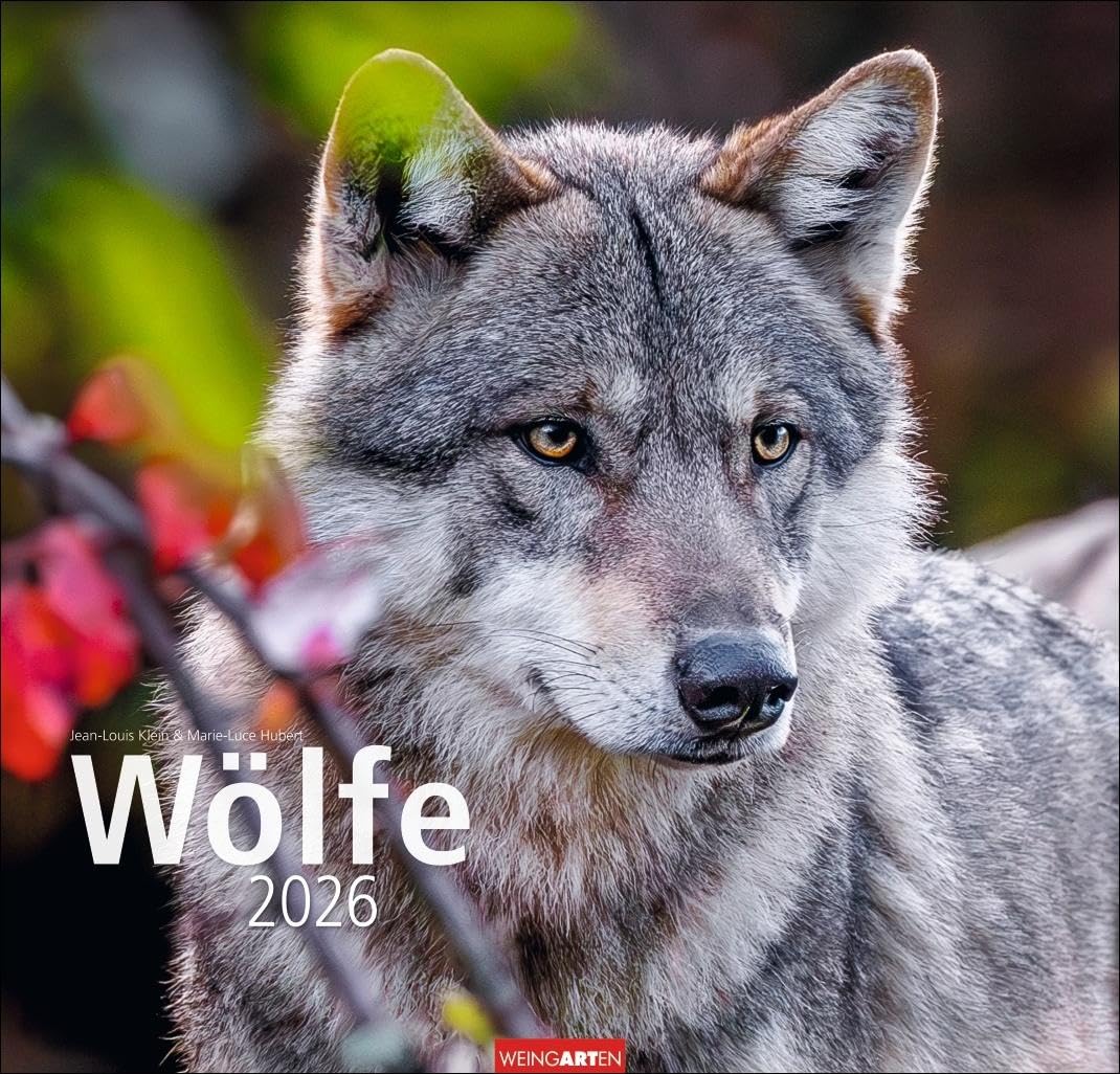 Wölfe Kalender 2026: Tierkalender mit Wolf-Fotos vom bekannten Fotografenpaar Jean-Louis Klein und Marie-Luce Hubert. Foto-Wandkalender mit ... 48x46 cm (Tierkalender Weingarten) Non-fiction