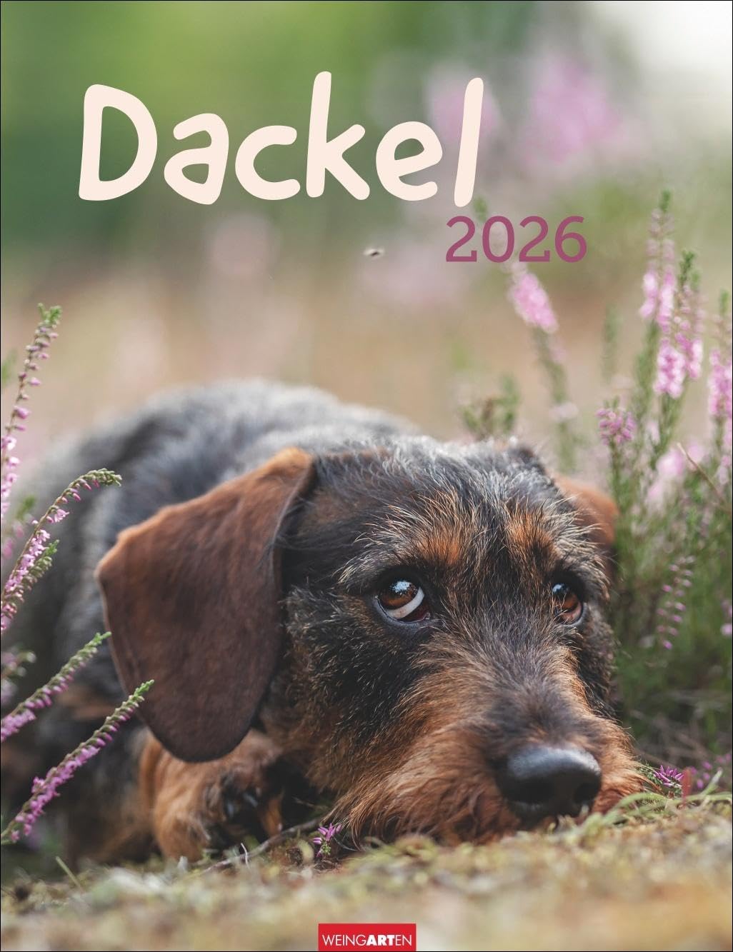 Dackel Kalender 2026: Jahres-Wandkalender 2026 mit Platz für Notizen und Termine. Foto-Kalender für Hundefans und Dackelliebhaber. Bildkalender im Hochformat 30 x 39 cm (Tierkalender Weingarten) Pets