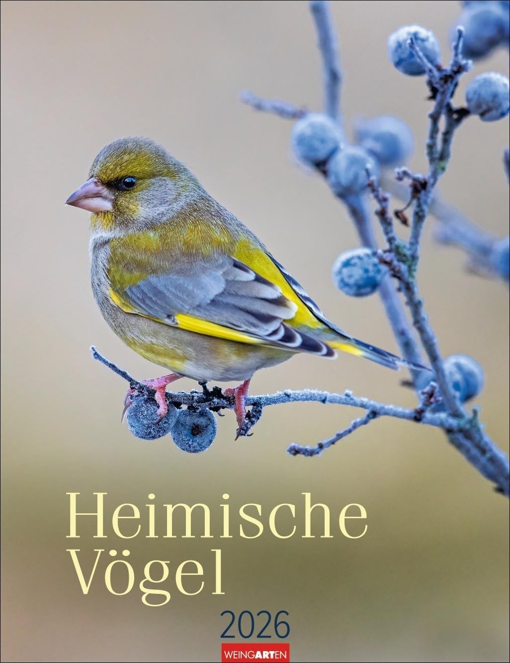 Heimische Vögel Kalender 2026: Wandkalender mit 12 Fotografien heimischer Vogelarten. Tier-Kalender 2026 zum Aufhängen. Foto-Kalender mit Monatsübersicht. 30 x 39 cm (Tierkalender Weingarten) Leisure, Home & Garden