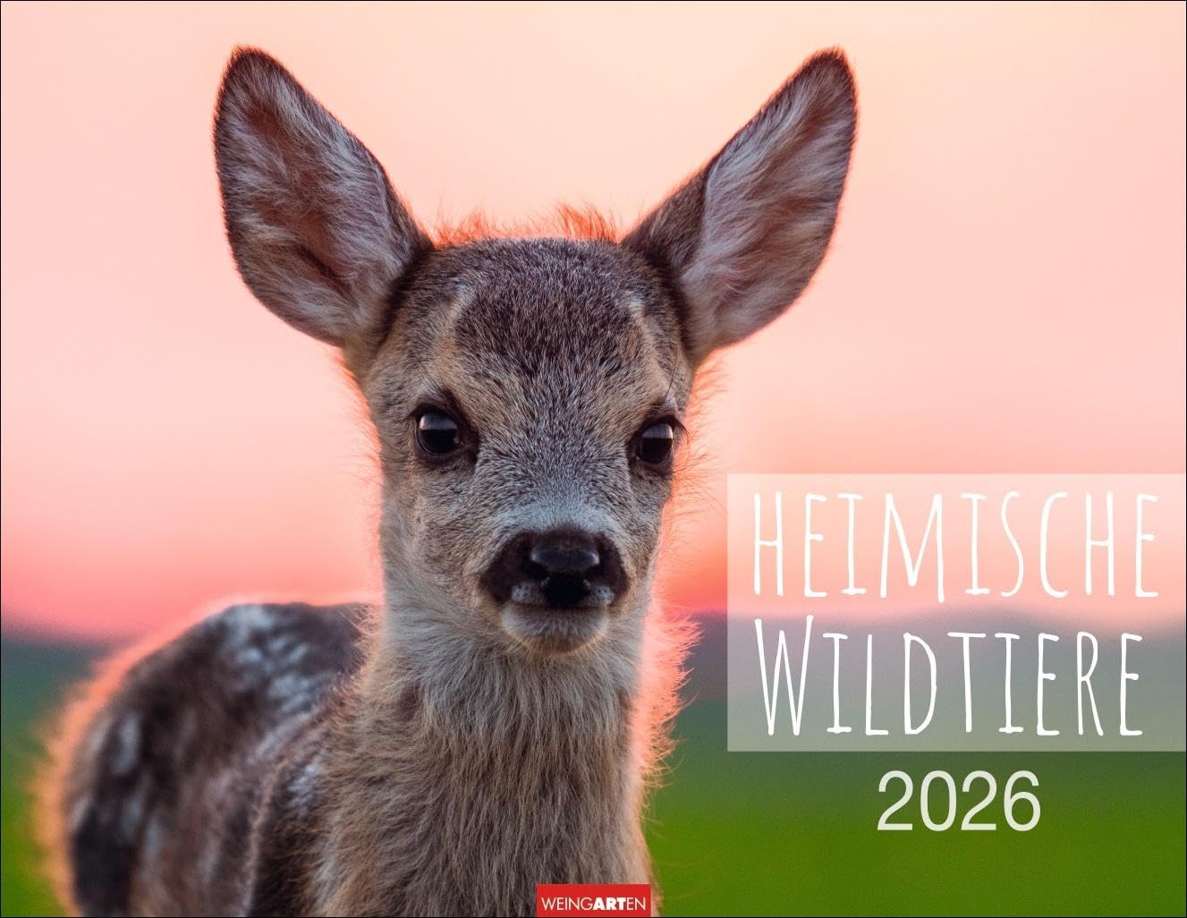 Heimische Wildtiere Kalender 2026: Von Igel bis Luchs: Naturkalender im Großformat mit heimischen Tieren. Posterkalender für Tierfreunde. Hochwertiger großer Wandkalender. (Tierkalender Weingarten) Leisure, Home & Garden