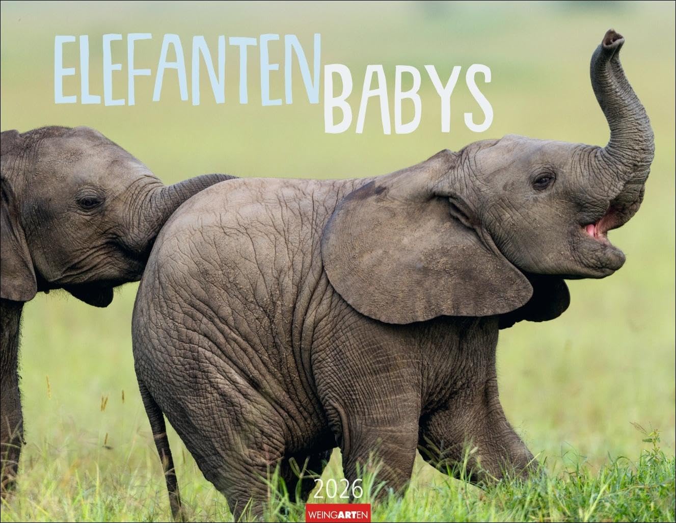 Elefantenbabys Kalender 2026: Tierisch-süße Dickhäuter im Jahres-Wandkalender 2026. Lustige Momentaufnahmen von niedlichen Jung-Elefanten. Ein ... 44 x 34 cm (Tierkalender Weingarten) Non-fiction
