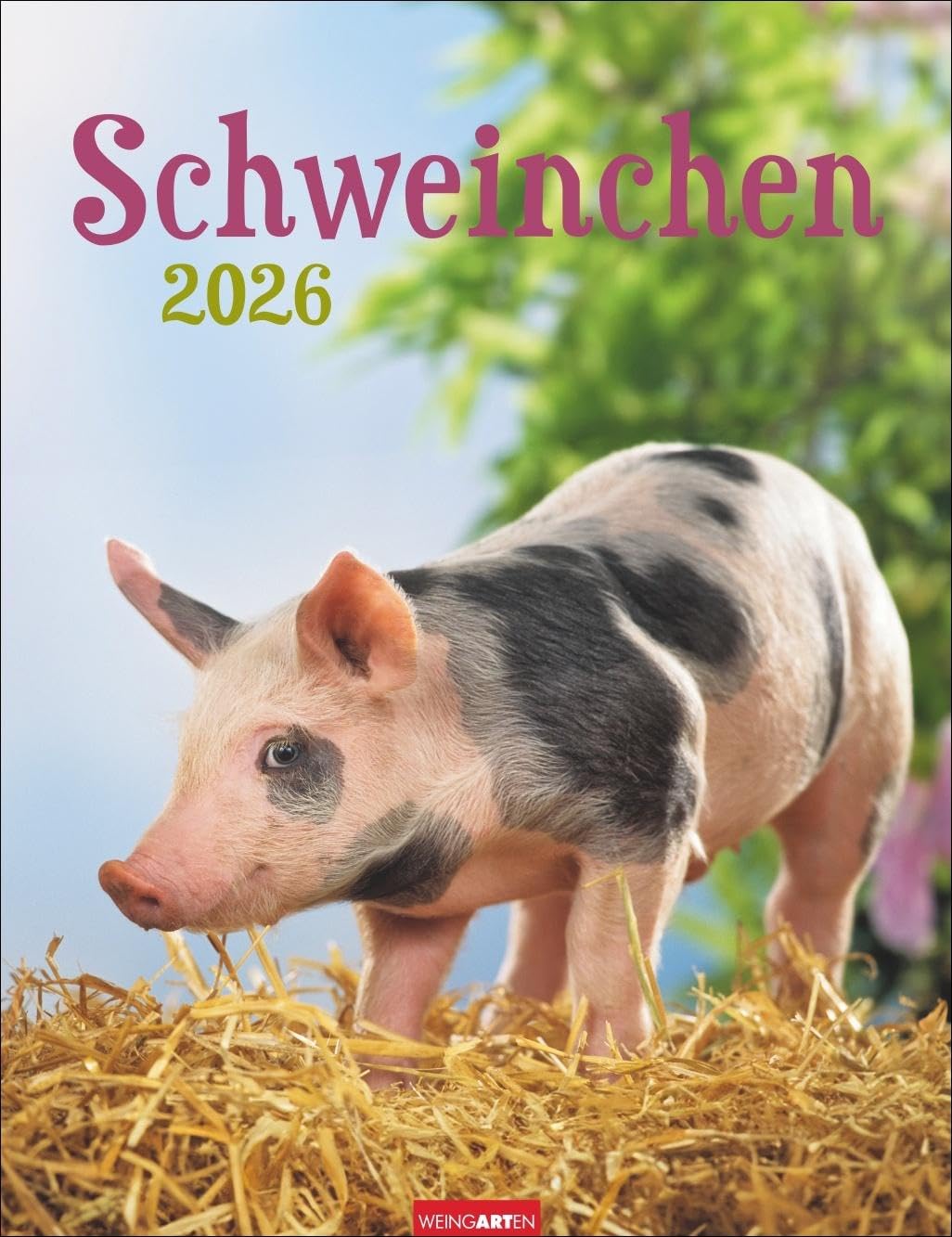 Schweinchen Kalender 2026: Wandkalender mit witzigen Fotos der liebenswerten Borstentiere. Ein Fotokalender, der Tierfreunde verzaubert. Tierkalender im Format 30 x 39 cm (Tierkalender Weingarten) Leisure, Home & Garden