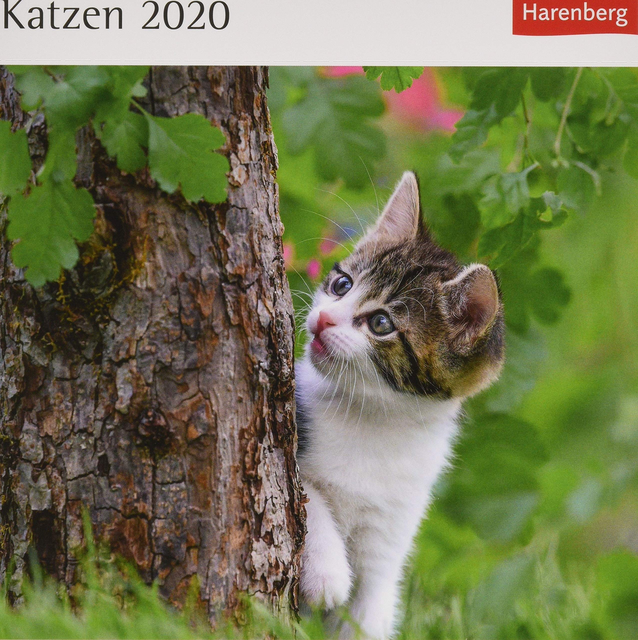 Katzen Postkartenkalender 2020. Wochenkalendarium. Blockkalender. Format 16 x 17,5 cm: Kalender mit 53 Postkarten Leisure, Home & Garden