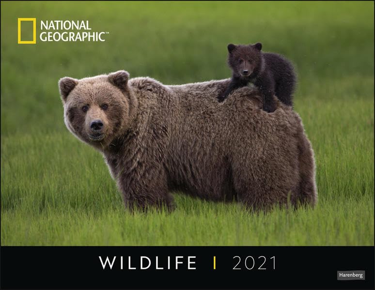 Wildlife Posterkalender National Geographic Kalender 2021 Leisure, Home & Garden