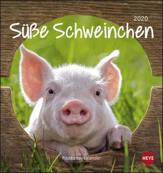 Schweinchen Postkartenkalender. Postkartenkalender 2020. Monatskalendarium. Spiralbindung. Format 16 x 17 cm Leisure, Home & Garden