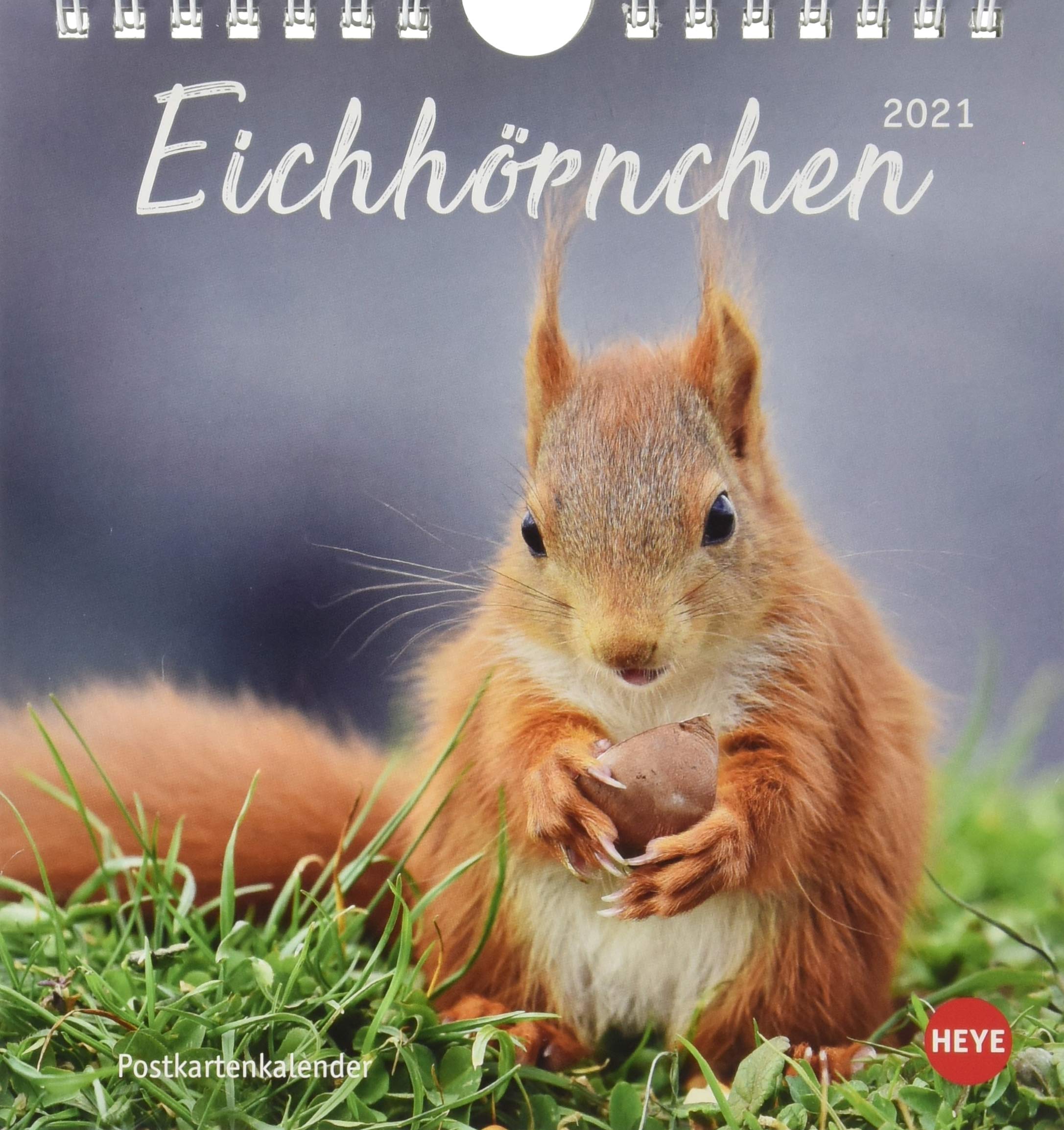 Eichhörnchen Postkartenkalender 2021 - Kalender mit perforierten Postkarten - zum Aufstellen und Aufhängen - mit Monatskalendarium - Format 16 x 17 cm Leisure, Home & Garden