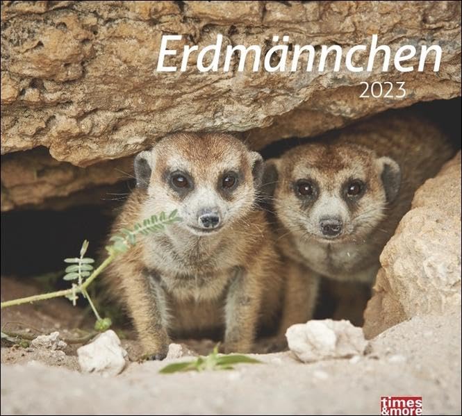 Erdmännchen Bildkalender 2023 - times&more Tier-Kalender - Wandkalender mit Monatskalendarium - 30 x 27 cm book