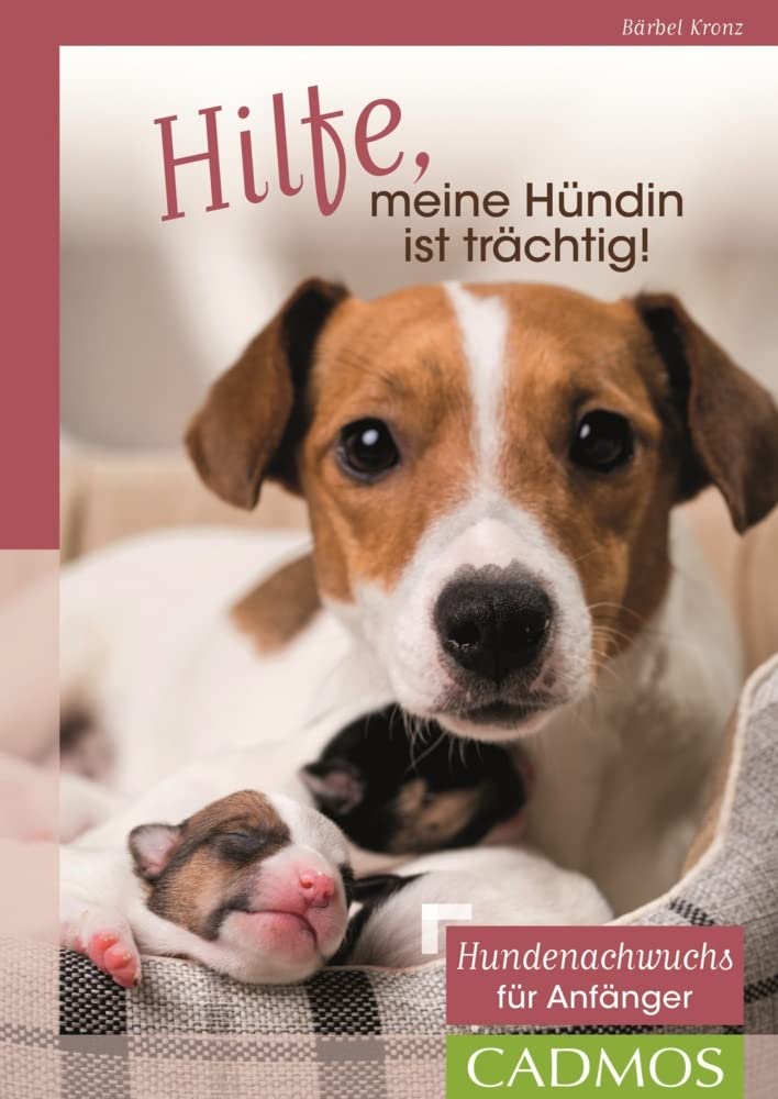 Hilfe, meine Hündin ist trächtig! Pets