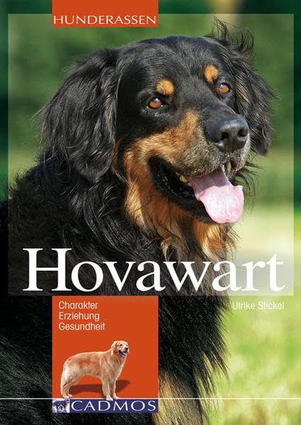 Hovawart Pets