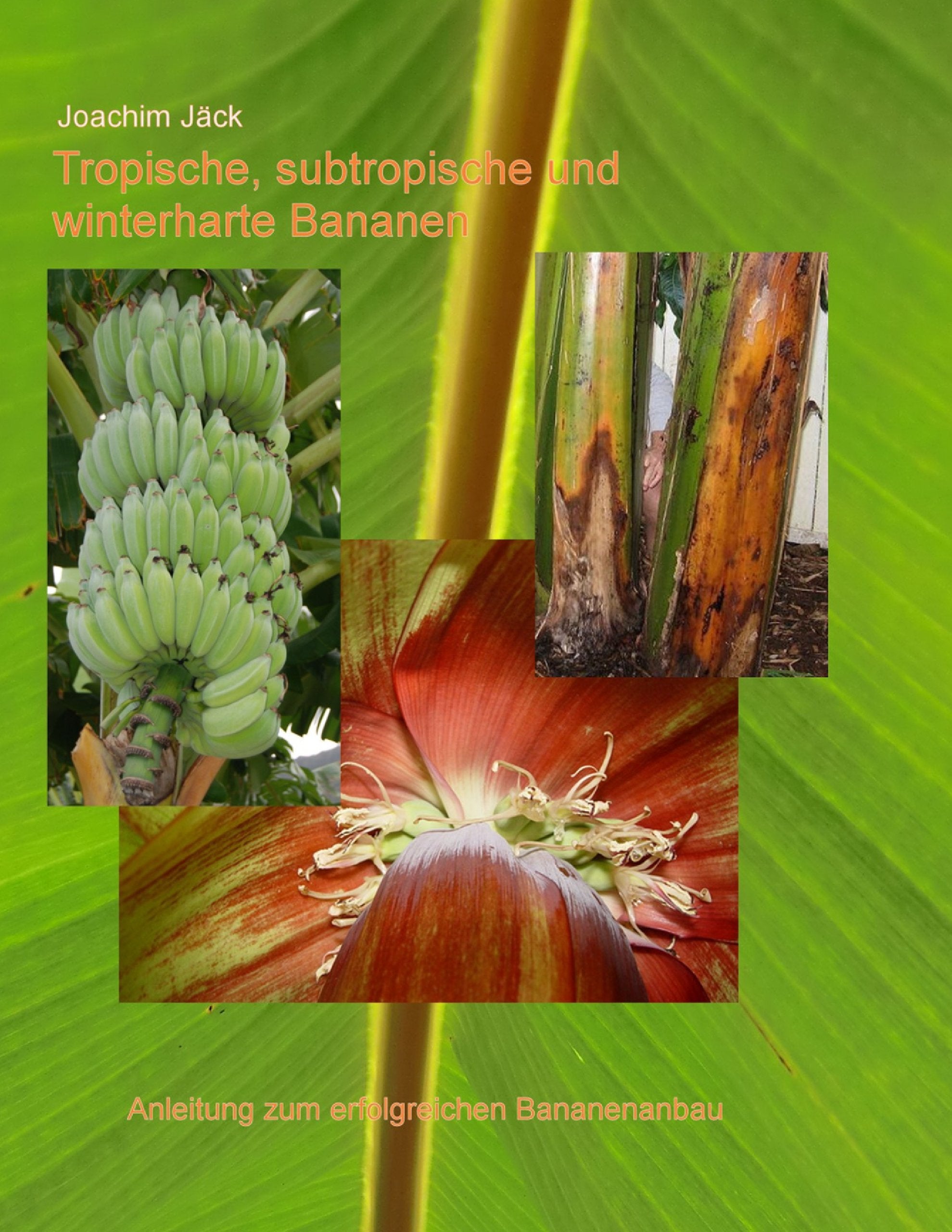 Tropische, subtropische und winterharte Bananen: Anleitung zum erfolgreichen Bananenanbau Garden & Plants
