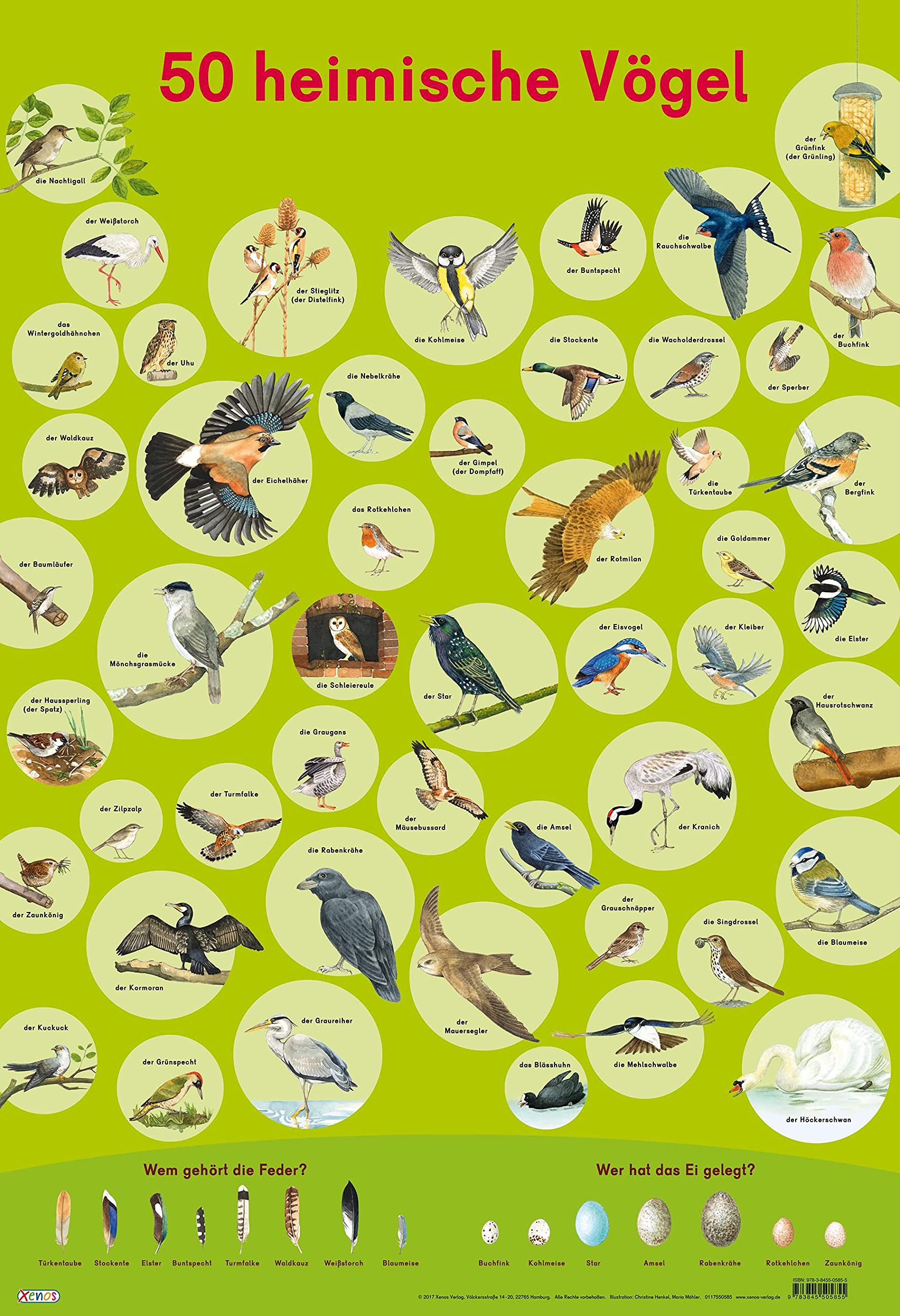 Mein Lernposter: 50 Heimische Vögel Natural Sciences