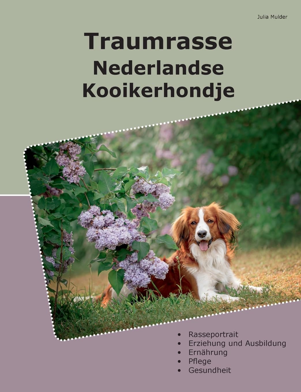 Traumrasse Nederlandse Kooikerhondje Pets