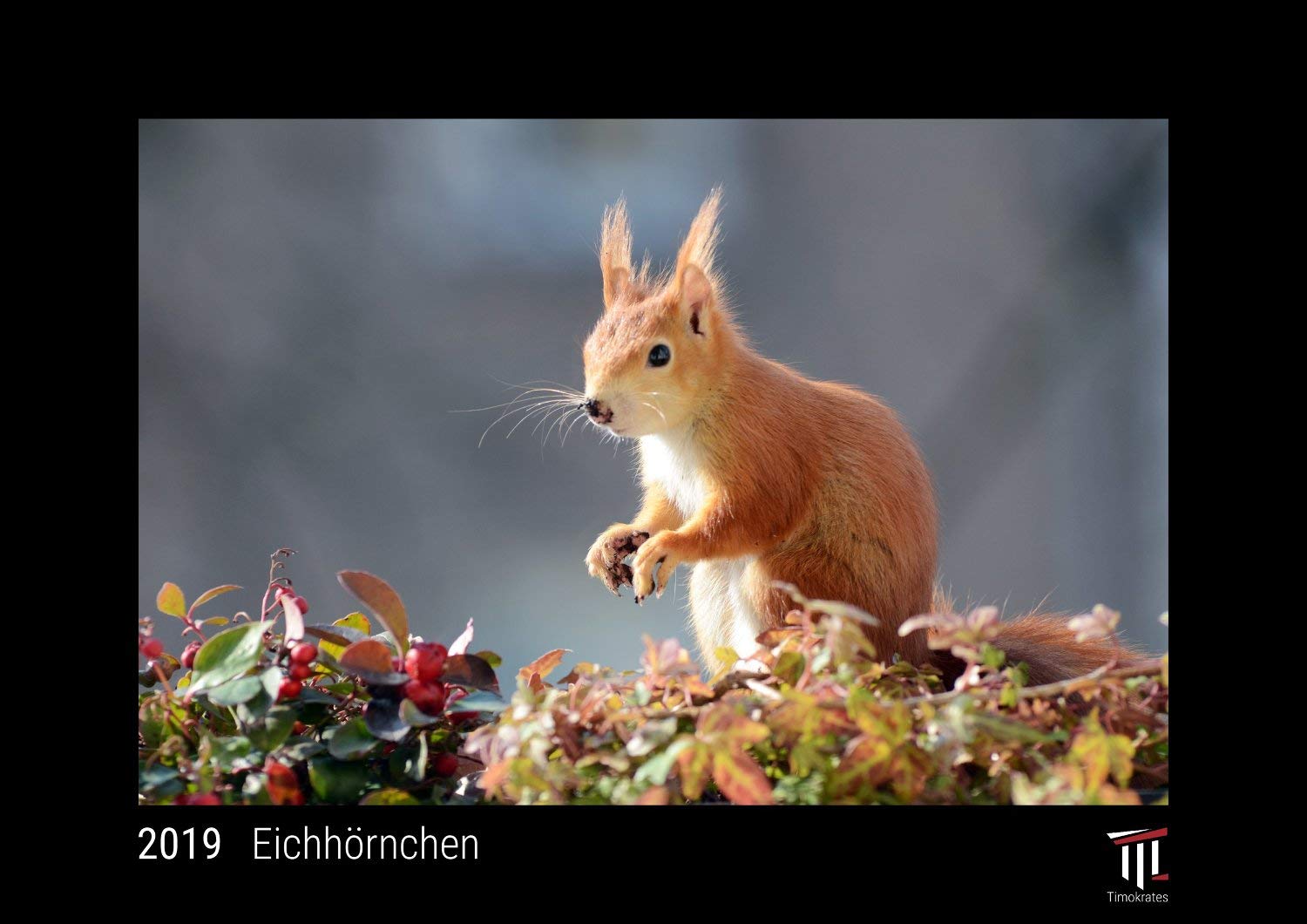 Eichhörnchen 2019 - Black Edition - Timokrates Wandkalender, Bilderkalender, Fotokalender - DIN A4 (30 x 21 cm) Leisure, Home & Garden
